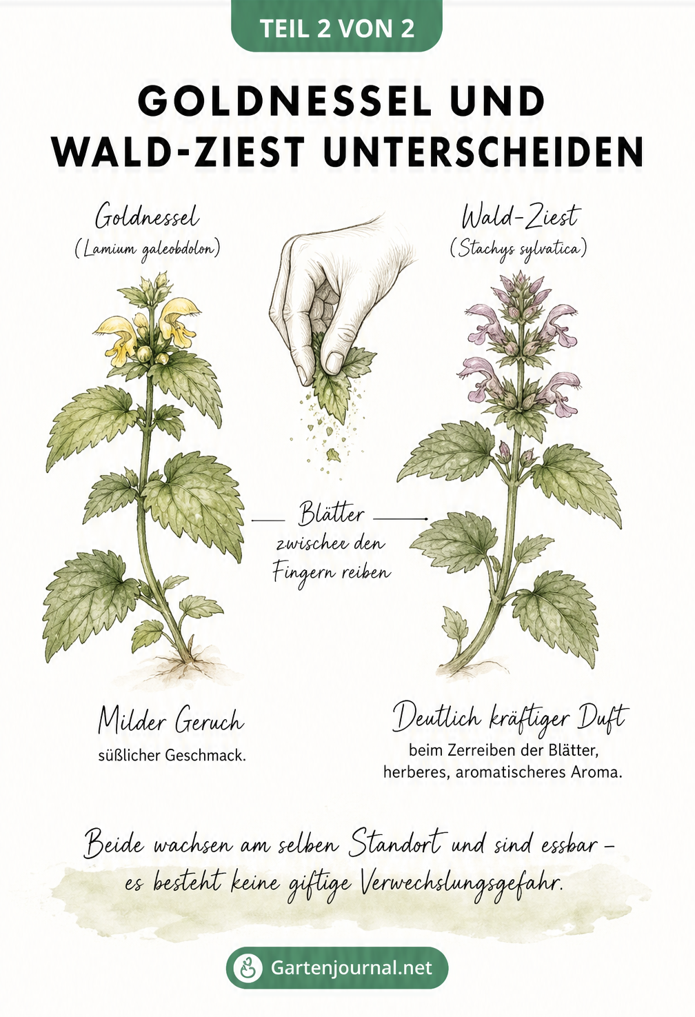 Gegenüberstellung von Goldnessel und Wald-Ziest zur Unterscheidung der beiden essbaren Pflanzen