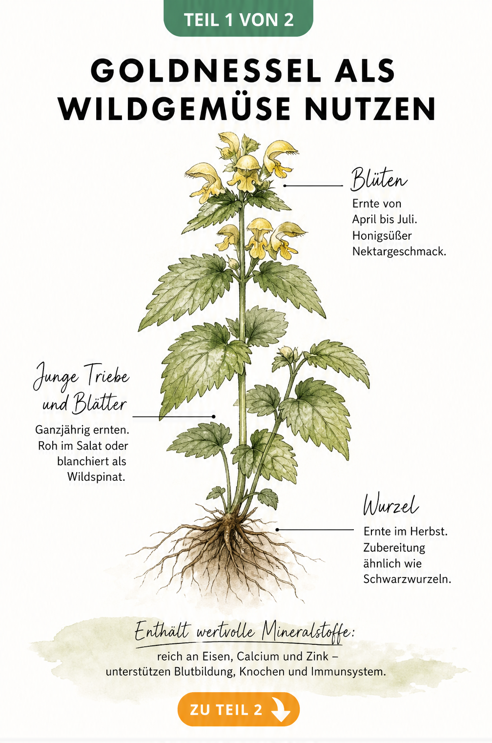 Botanische Illustration einer Goldnessel mit Hinweisen zur Erntezeit und Verwendung als Wildgemüse