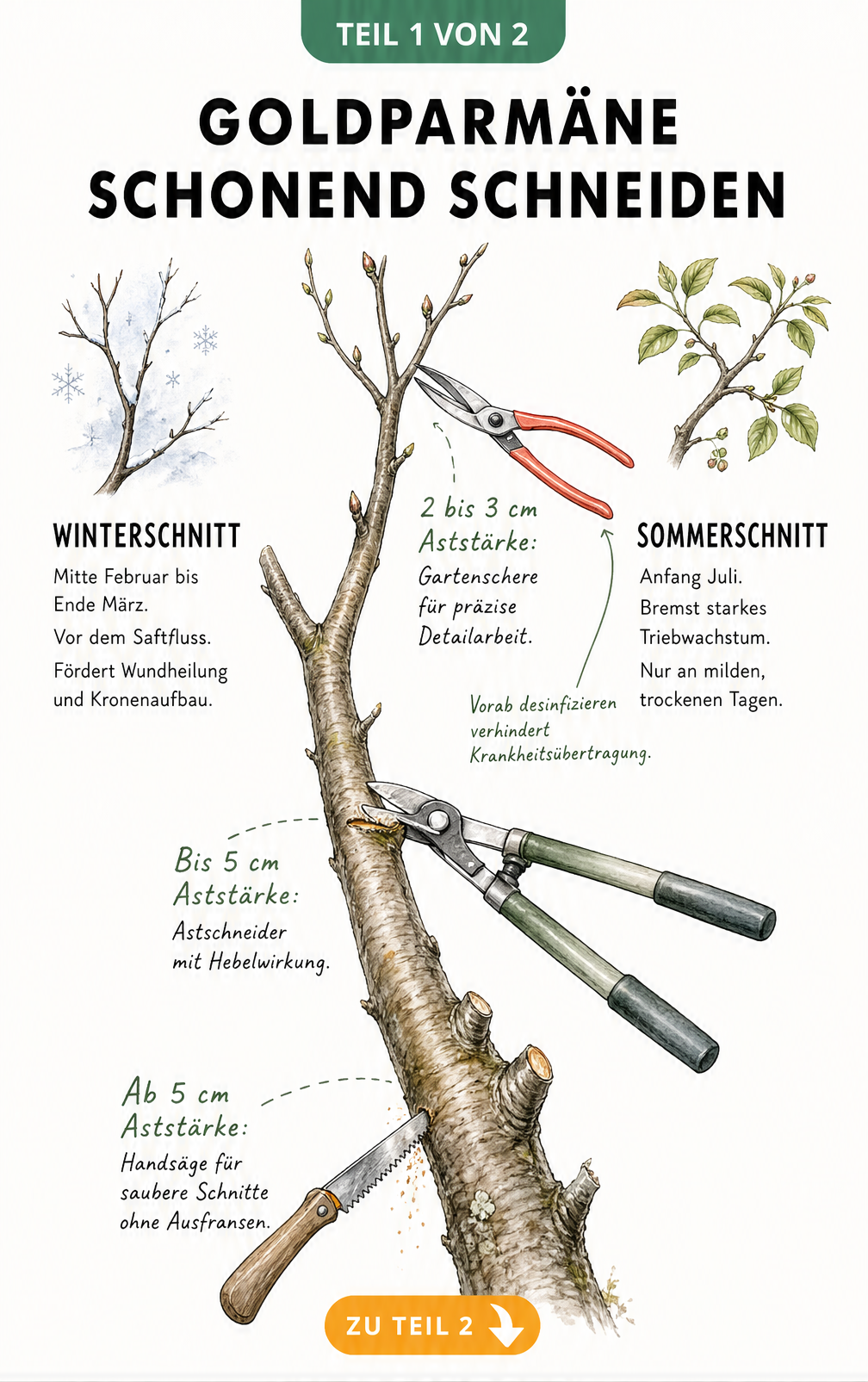 Illustration eines Apfelbaumastes mit Handsäge, Astschneider und Gartenschere sowie Hinweisen zum Winter- und Sommerschnitt der Goldparmäne