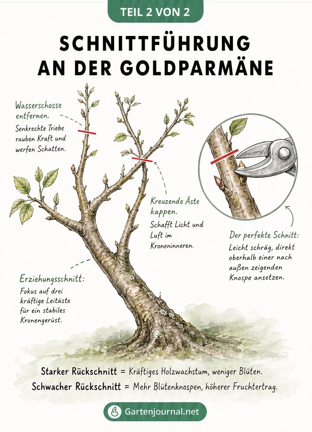Zeichnung einer Baumkrone der Goldparmäne mit roten Schnittlinien an Wasserschossen, kreuzenden Ästen und über einer Knospe