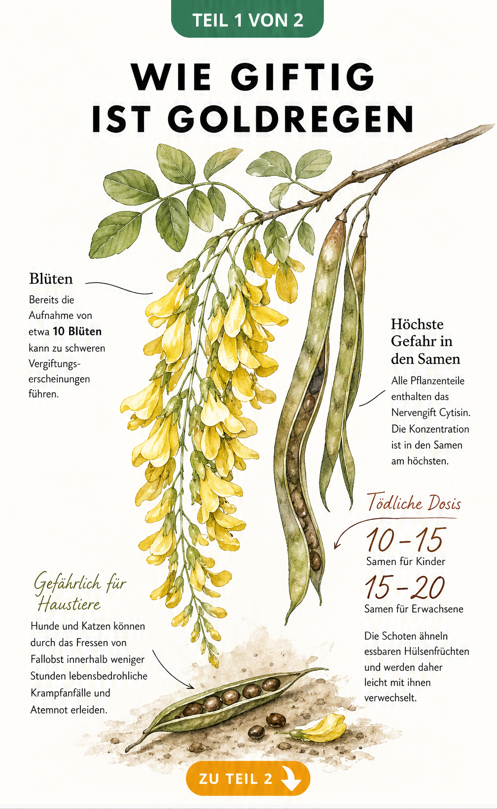 Botanische Illustration eines Goldregen-Zweigs mit Blüten und Samenschoten, die die giftigen Bestandteile und tödlichen Dosen für Kinder und Erwachsene zeigt.