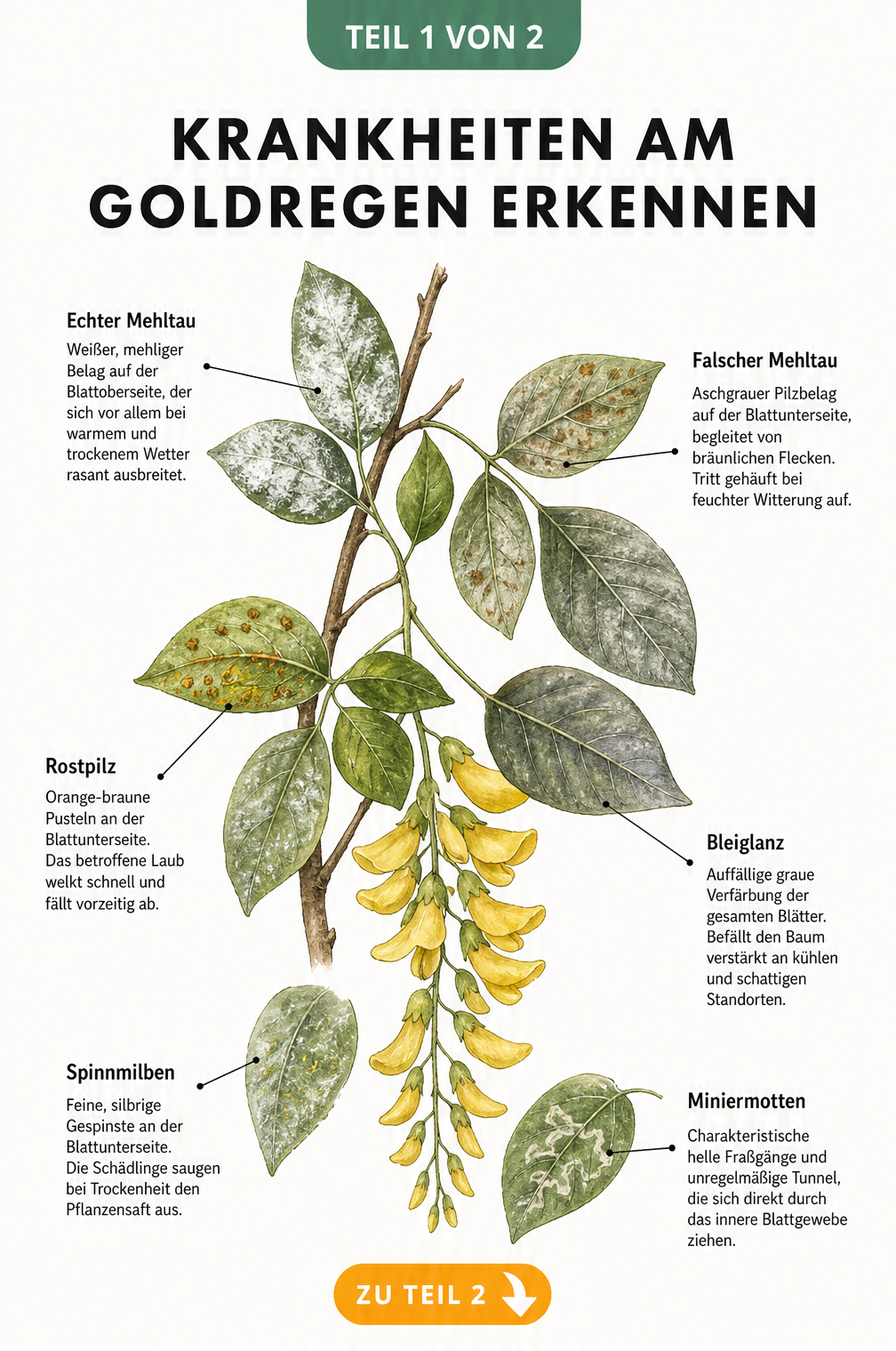 Botanische Illustration eines Goldregen-Zweigs mit Schadbildern von Mehltau, Rostpilz, Bleiglanz, Spinnmilben und Miniermotten