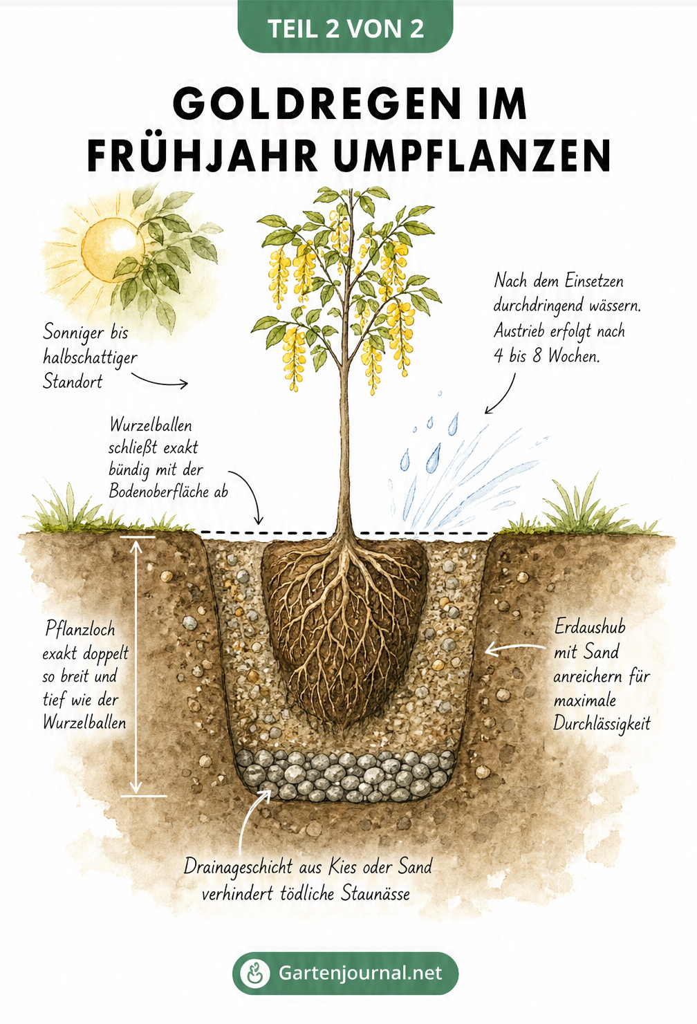 Schnittzeichnung eines Pflanzlochs für Goldregen mit Drainageschicht und Wurzelballen