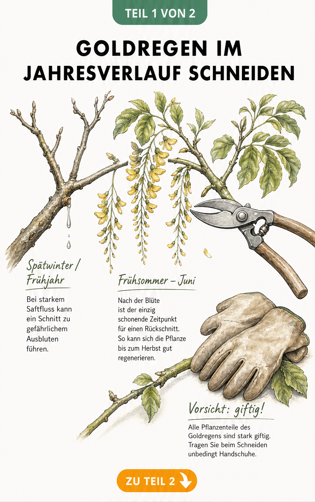 Illustration eines Goldregen-Astes im Jahresverlauf, die den richtigen Zeitpunkt für den Rückschnitt im Frühsommer zeigt und vor dem Ausbluten im Frühjahr...