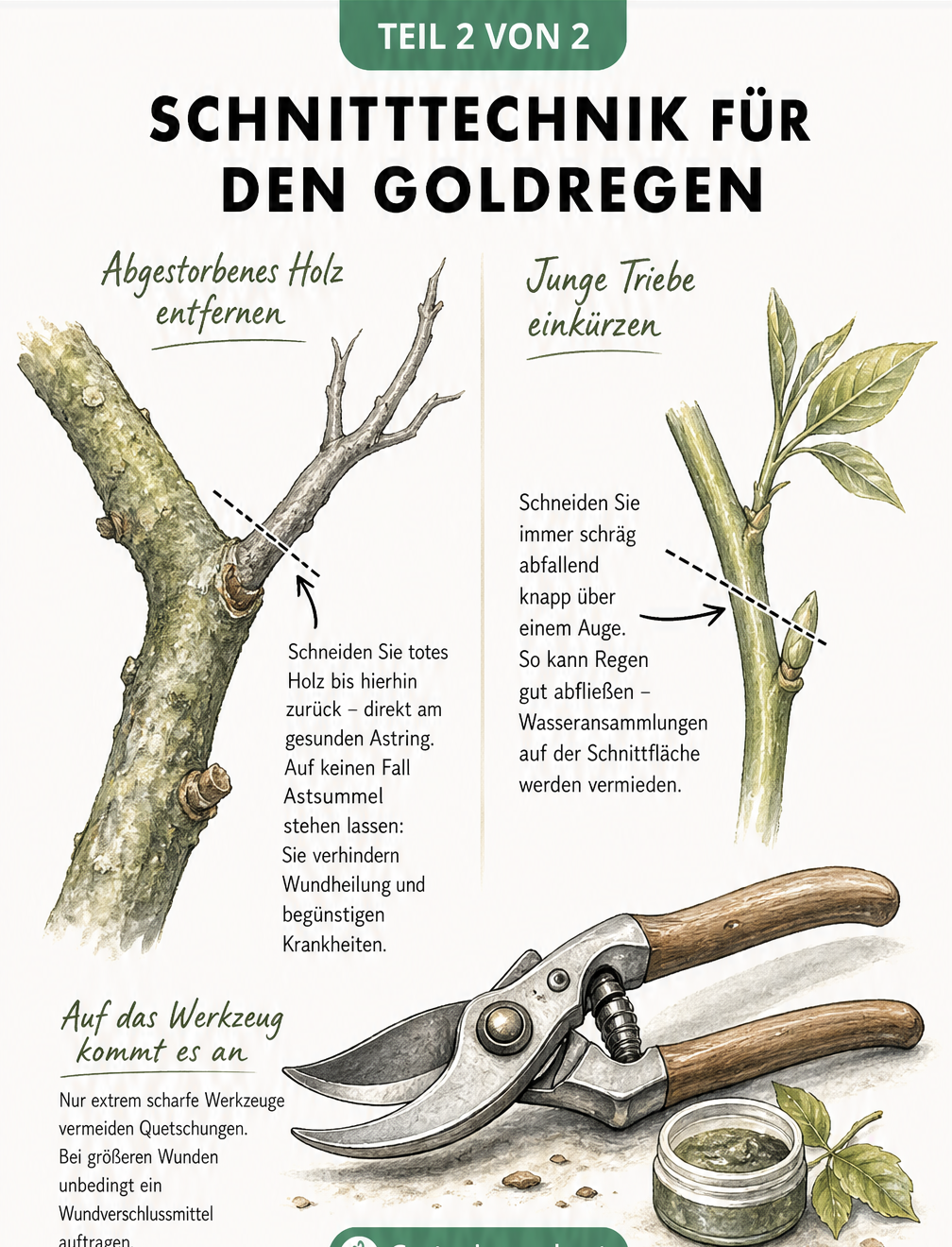 Detailansicht der Schnitttechnik beim Goldregen: Entfernen von Totholz am Astring und schräges Einkürzen junger Triebe über einem Auge.