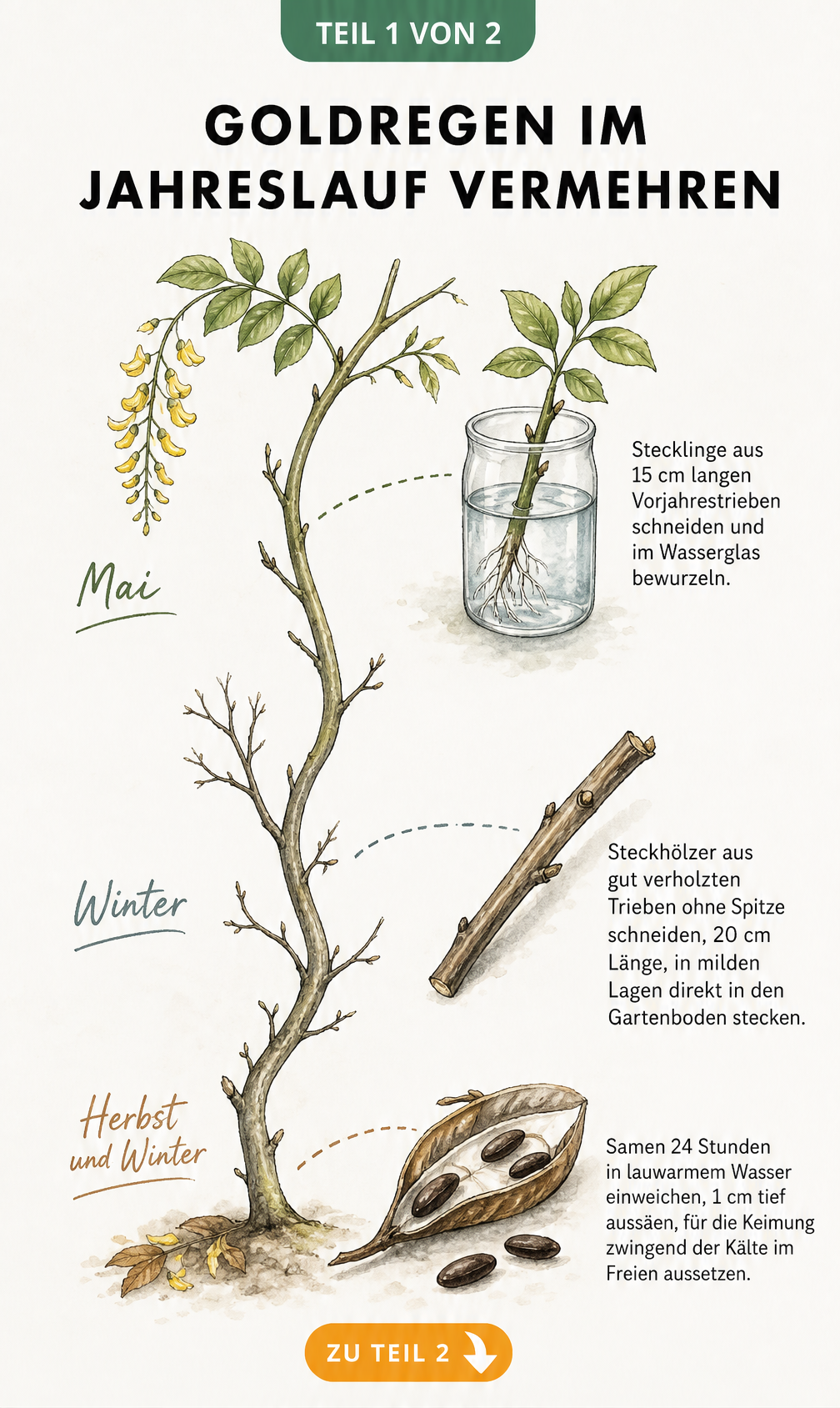 Handgezeichnete Illustration eines Goldregenzweigs als Zeitstrahl mit Vermehrungsmethoden durch Samen, Steckhölzer und Stecklinge im Jahreslauf.