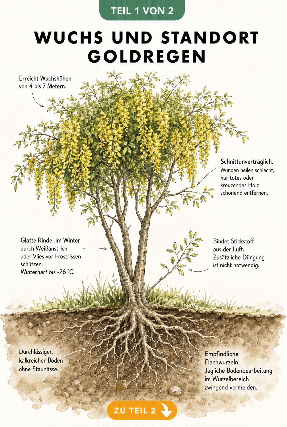Botanische Illustration des Goldregens mit Wuchsform, Wurzelwerk und Standortbedingungen