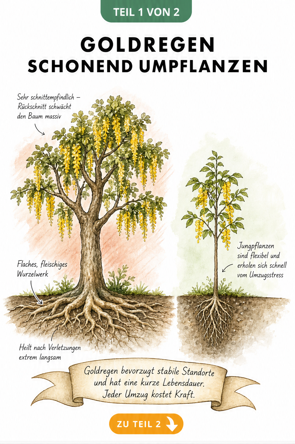 Illustration eines alten und jungen Goldregens im Querschnitt mit Wurzelwerk