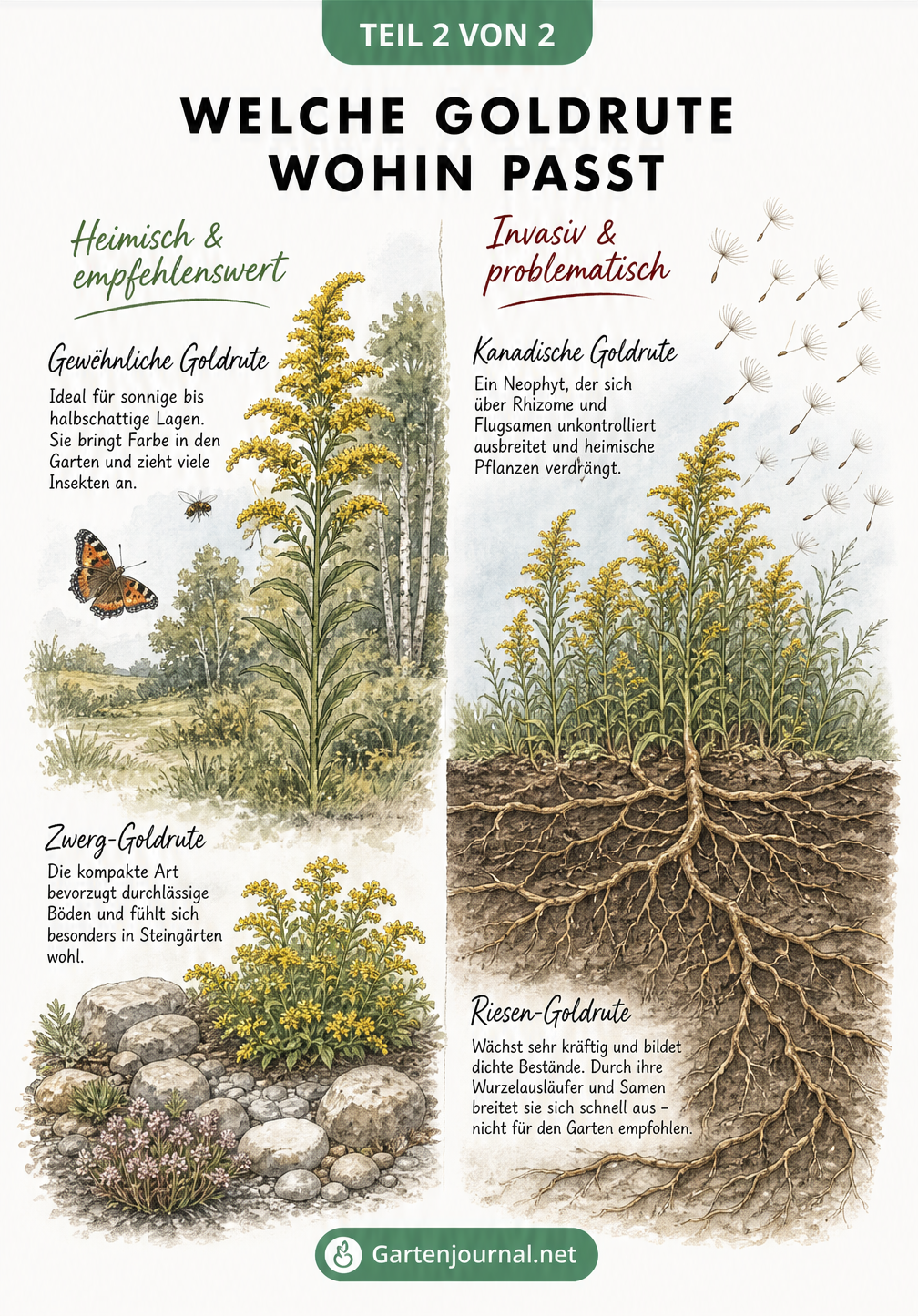 Illustration verschiedener Goldruten-Arten, die heimische Sorten für den Garten und invasive Arten mit wuchernden Wurzeln gegenüberstellt.
