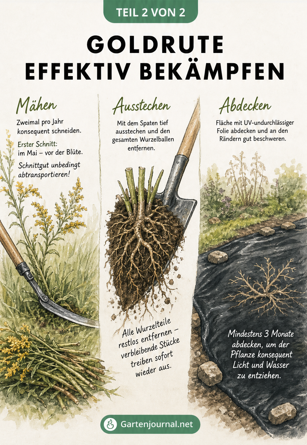 Illustration von drei Methoden zur Bekämpfung der Goldrute: Mahd, manuelles Ausstechen und Flächenabdeckung