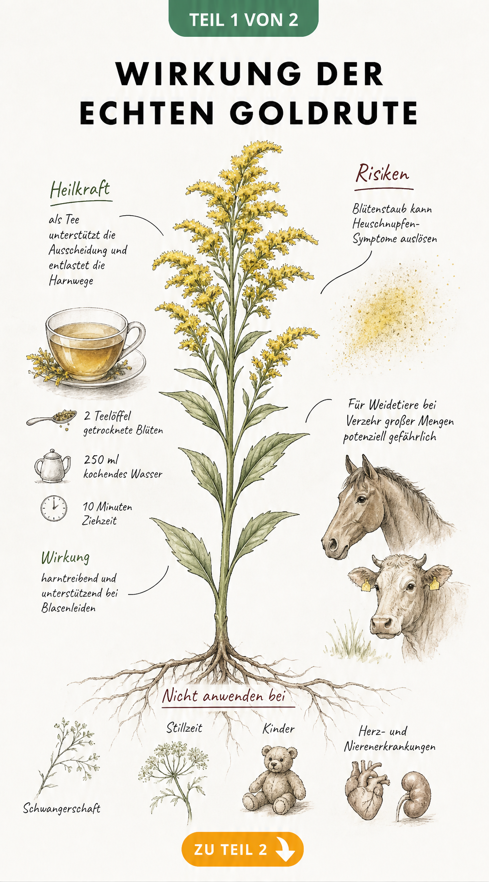 Botanische Illustration der echten Goldrute mit Hinweisen zur Heilwirkung als Tee und Risiken wie Heuschnupfen