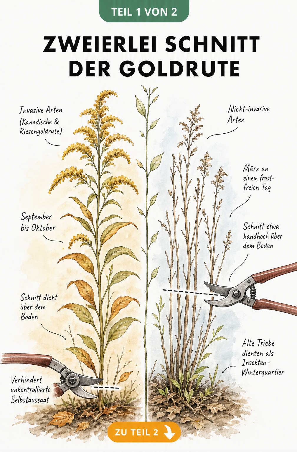 Illustration zweier Goldruten-Arten: Links der Herbstschnitt bei invasiven Arten, rechts der Frühjahrsschnitt bei nicht-invasiven Arten.