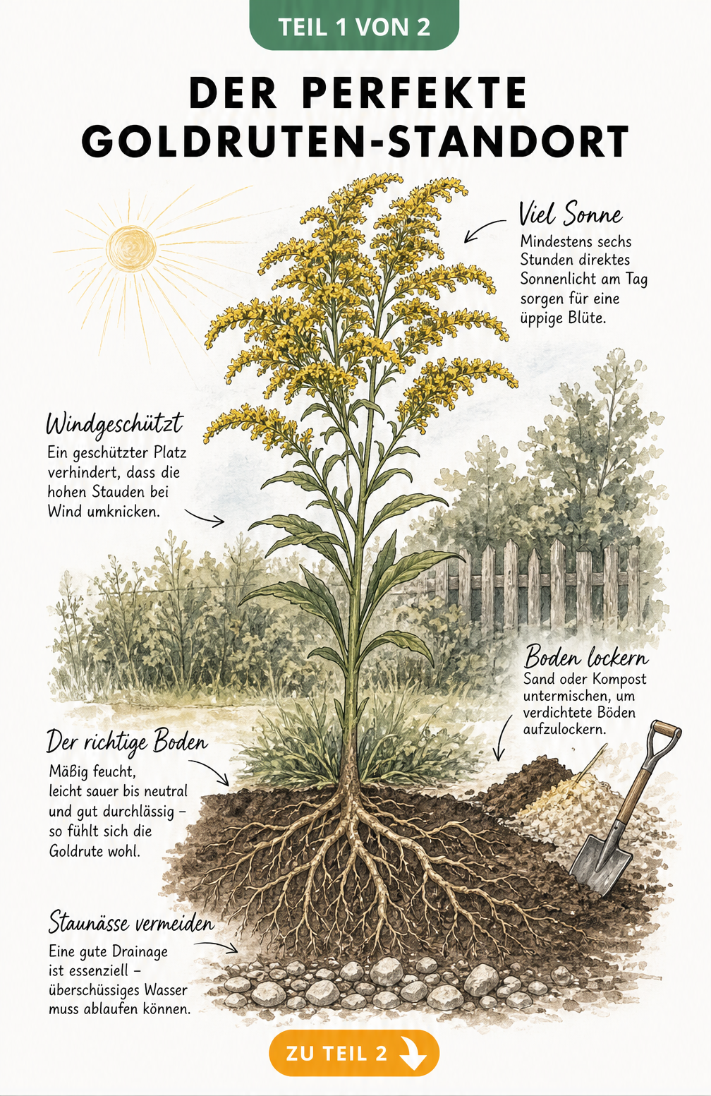 Botanische Skizze einer Goldrute mit Wurzelwerk, die den idealen Standort mit Sonne, Windschutz und durchlässigem Boden zeigt.