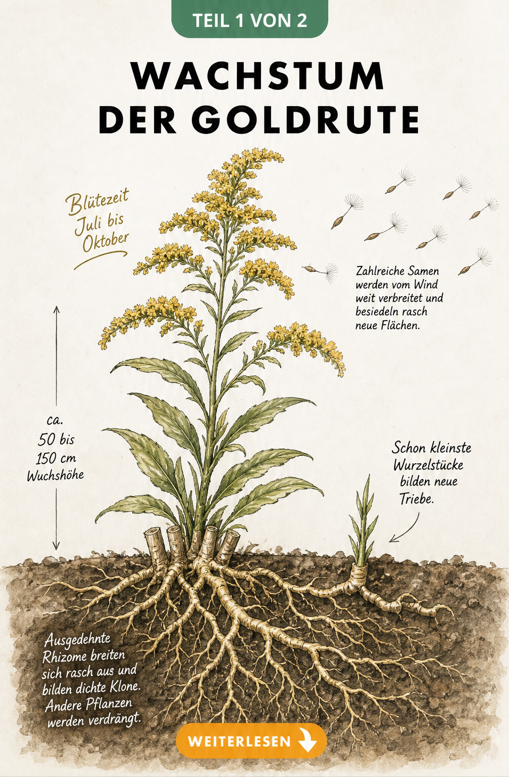 Botanische Illustration der Goldrute mit oberirdischem Wachstum, Blüten, Samen und unterirdischem Rhizomgeflecht