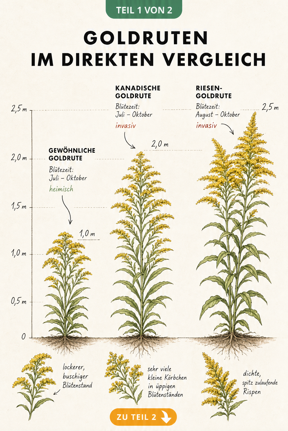 Botanische Zeichnung von drei Goldruten-Arten im Größenvergleich: Gewöhnliche, Kanadische und Riesen-Goldrute mit Messskala.