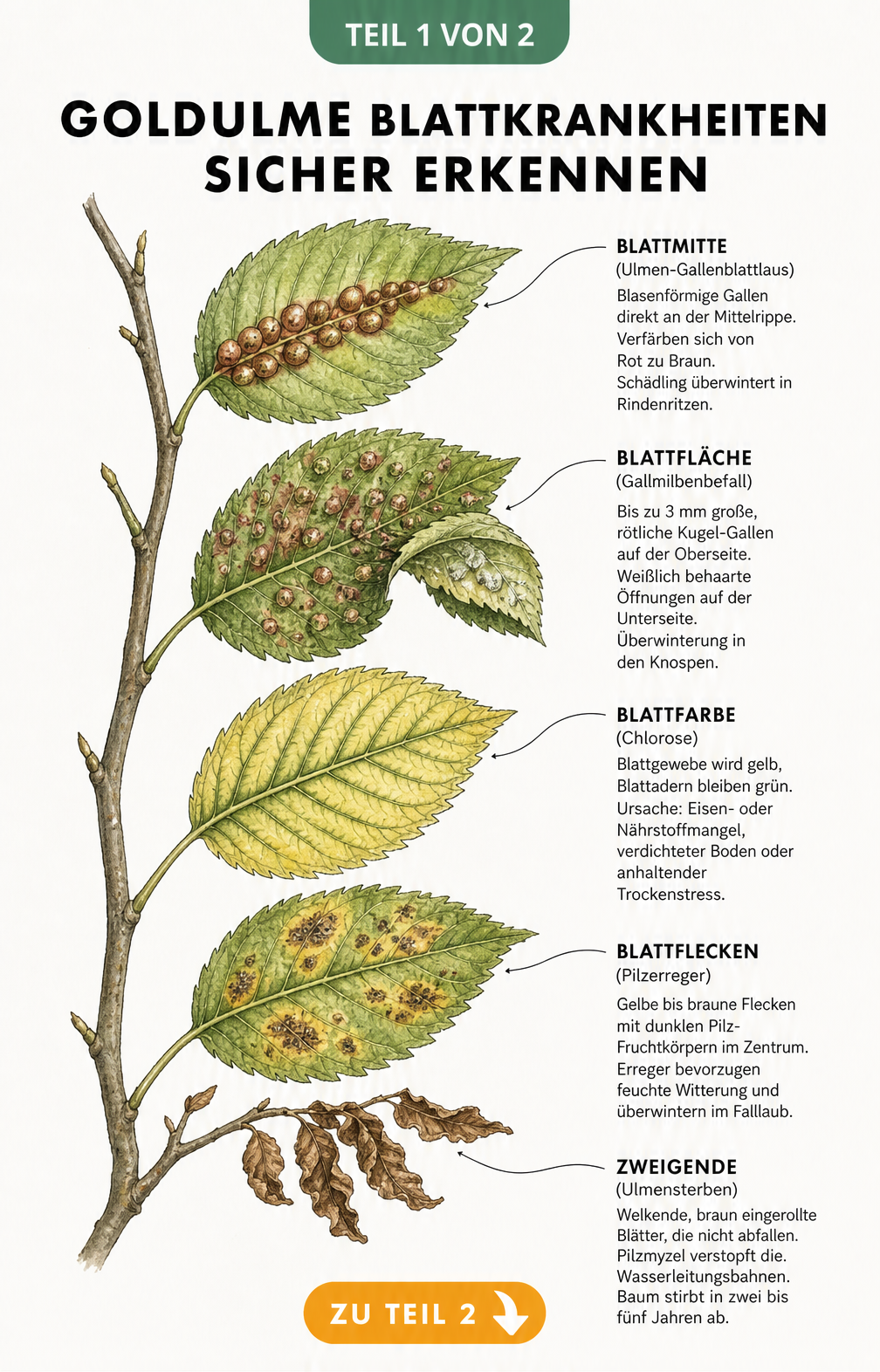 Botanische Illustration eines Goldulmen-Zweigs mit Schadbildern von Gallenblattlaus, Gallmilben, Chlorose, Pilzen und Ulmensterben