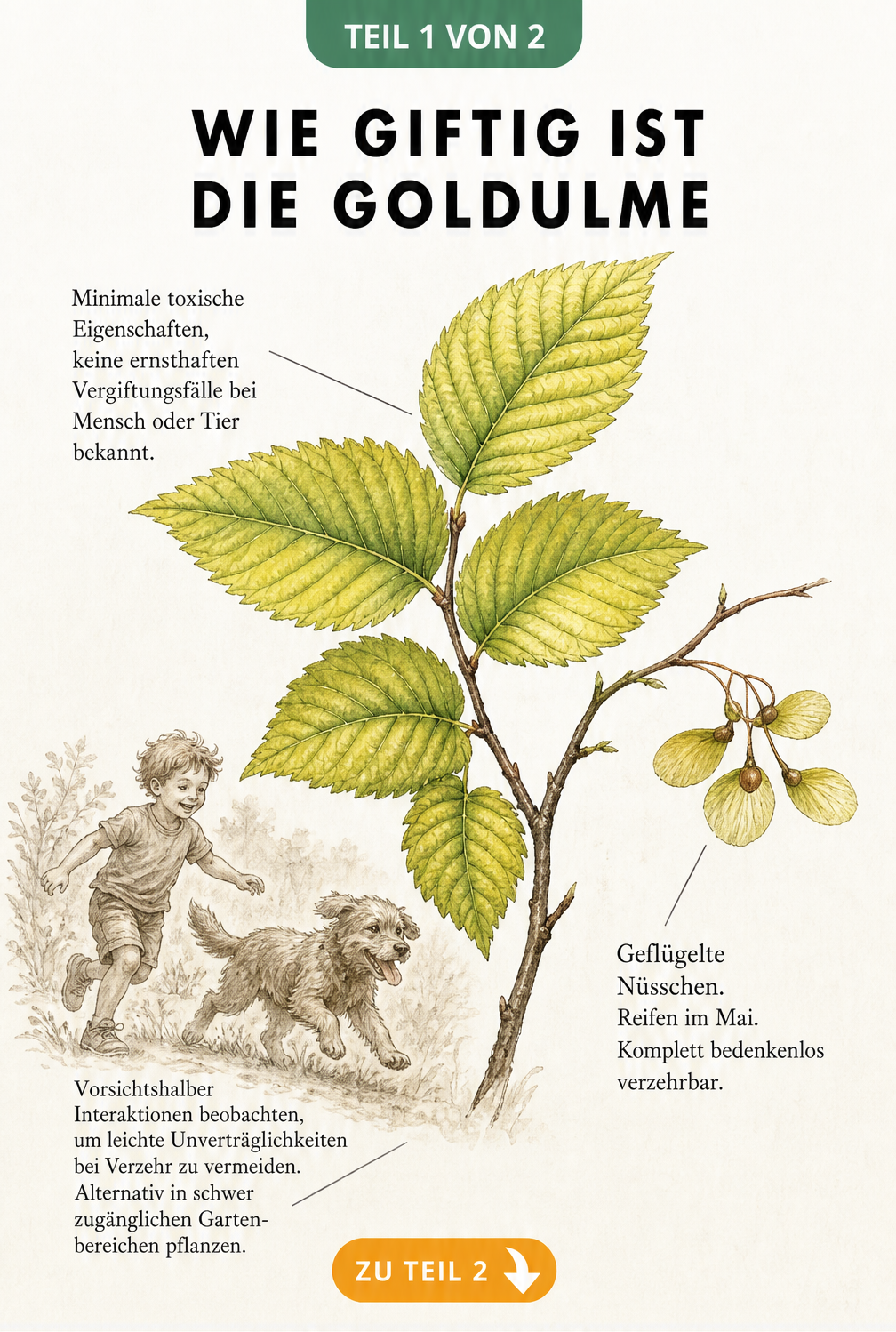 Botanische Illustration eines Goldulmen-Zweigs mit Hinweisen zur geringen Giftigkeit für Kinder und Hunde