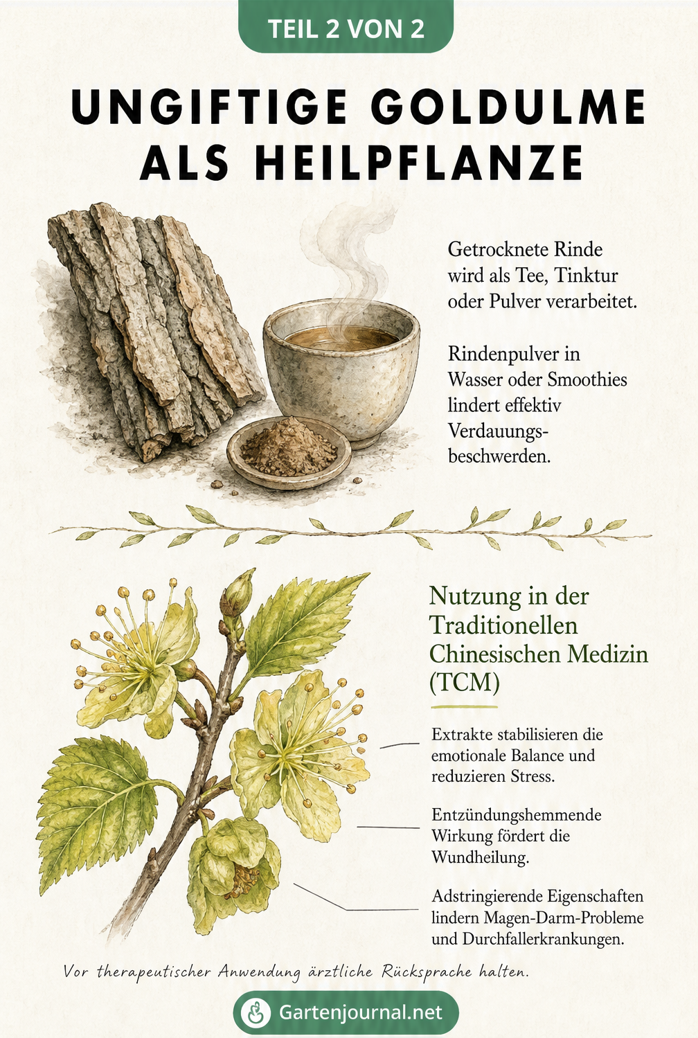 Apotheker-Illustration von Goldulmen-Rinde, Tee und Blüten mit Erklärungen zur Heilwirkung in der TCM