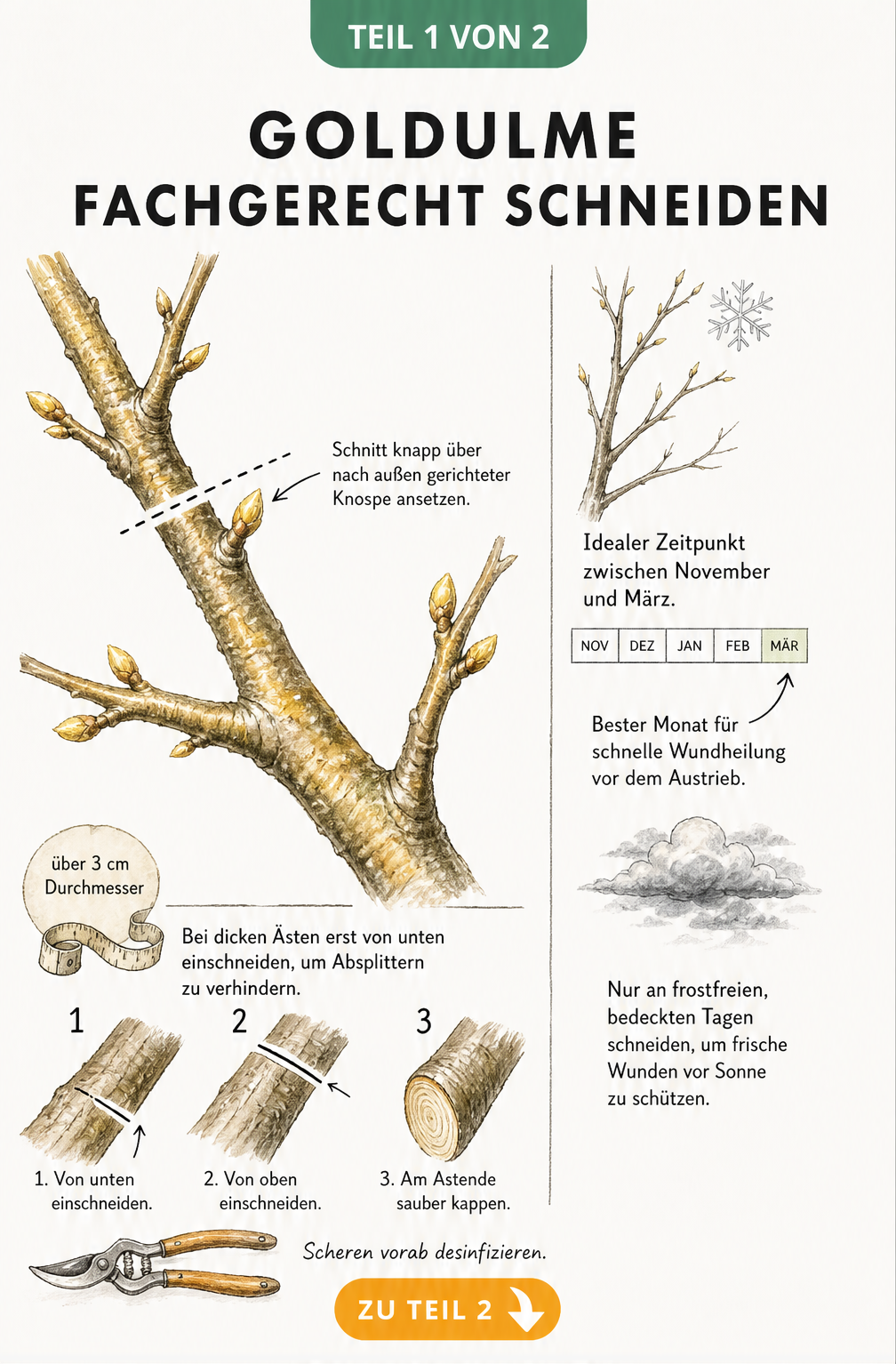 Botanische Illustration zeigt den perfekten Schnittwinkel und den Entlastungsschnitt an einem Ast der Goldulme sowie den idealen Zeitpunkt im Winter.