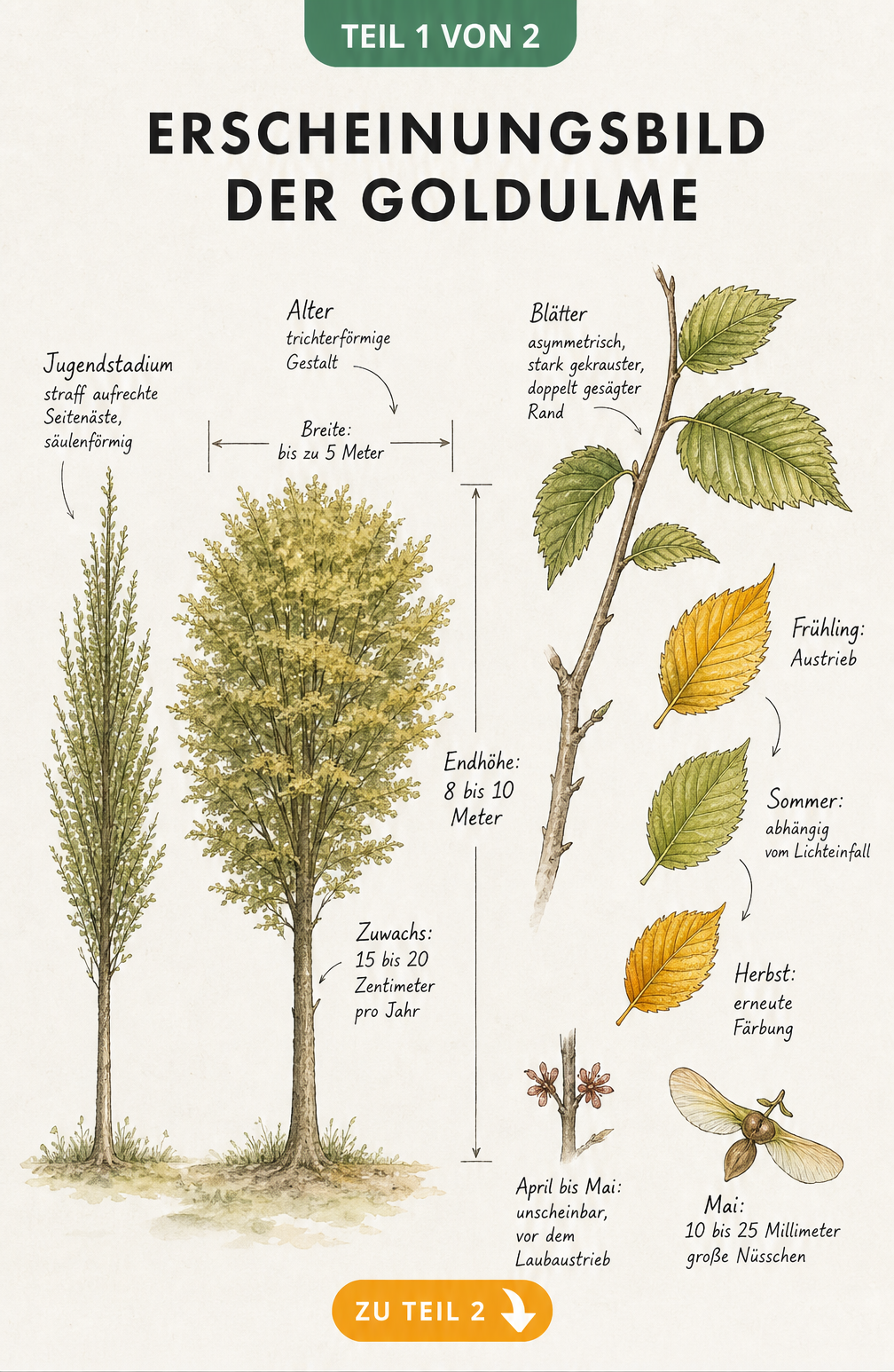 Botanische Illustration der Goldulme Wredei mit Wuchsform im Jugendstadium und Alter sowie Blattdetails im Jahresverlauf