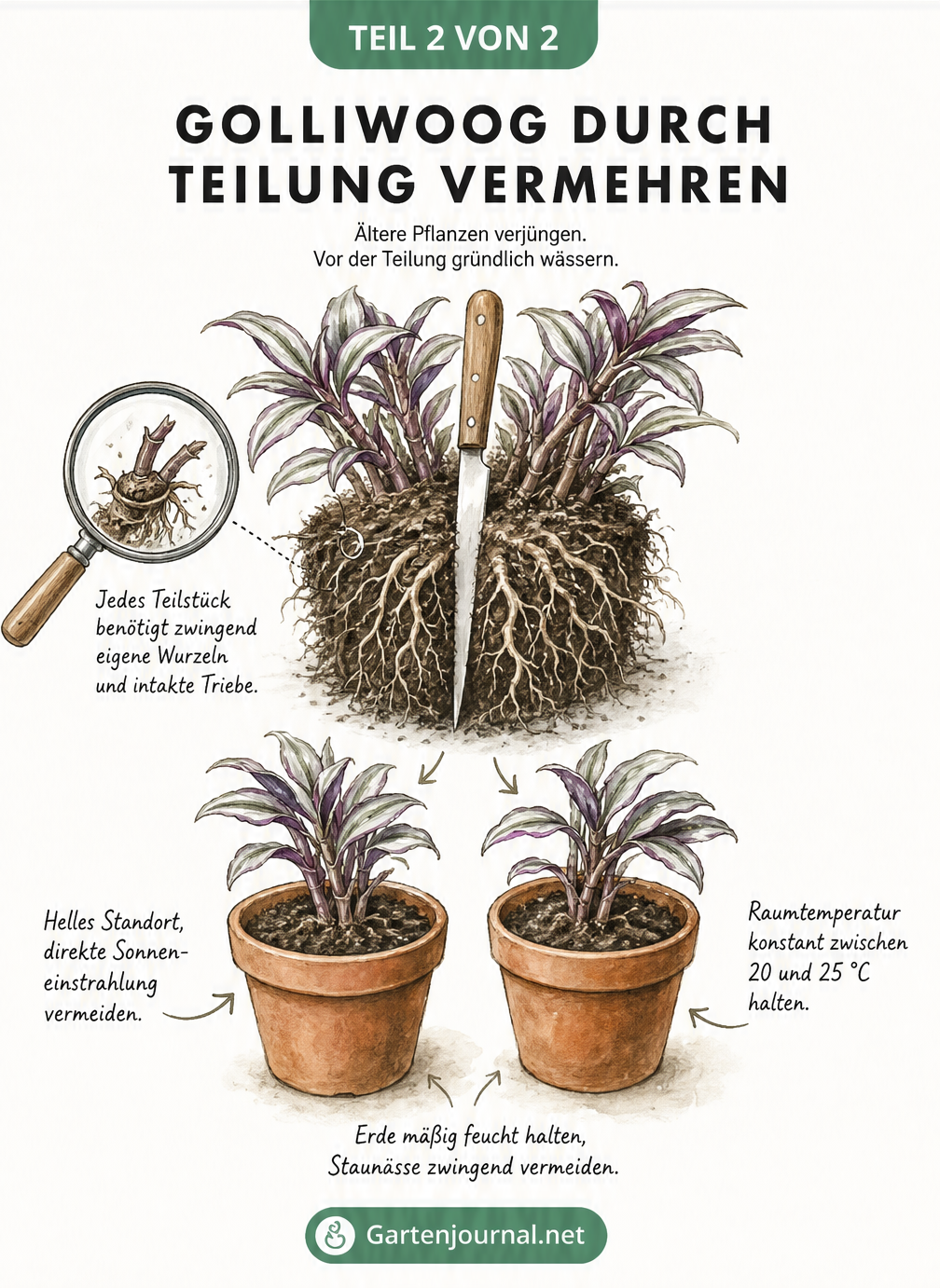 Illustration zur Vermehrung von Golliwoog durch Teilung des Wurzelballens