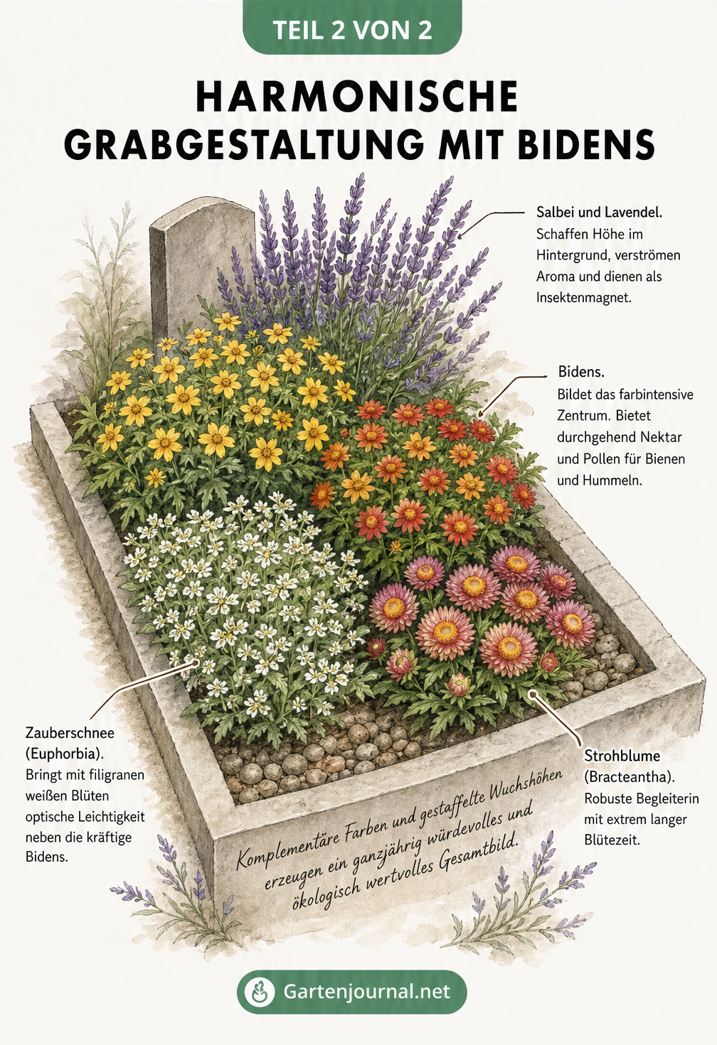 Isometrische Ansicht eines Grabbeets mit Bidens, Salbei, Lavendel, Zauberschnee und Strohblume