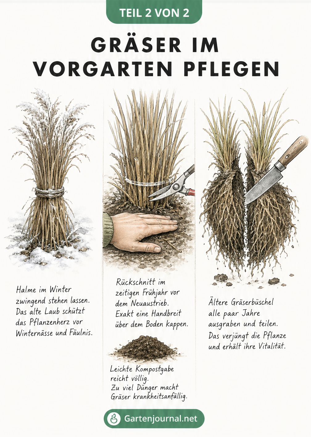 Drei Illustrationen zur Pflege von Gräsern: Zusammenbinden im Winter, Rückschnitt im Frühjahr und Teilen des Wurzelballens zur Verjüngung.