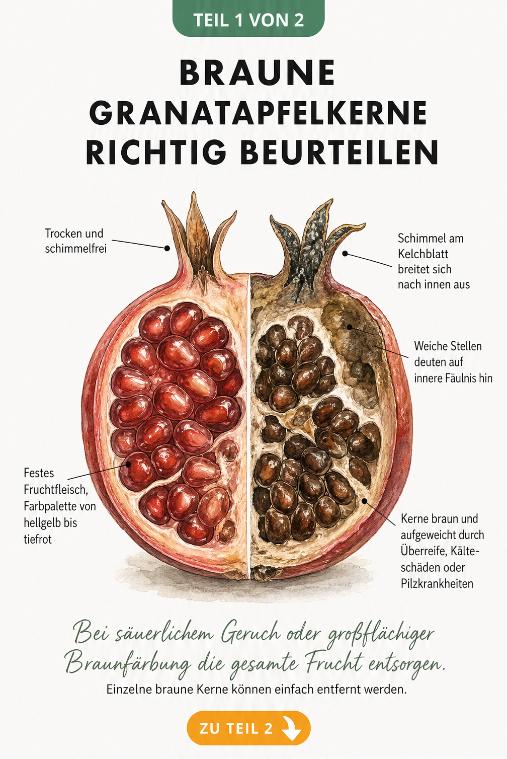 Illustration eines halbierten Granatapfels, der links gesund und rechts verdorben ist, mit Hinweisen zur Beurteilung brauner Kerne.