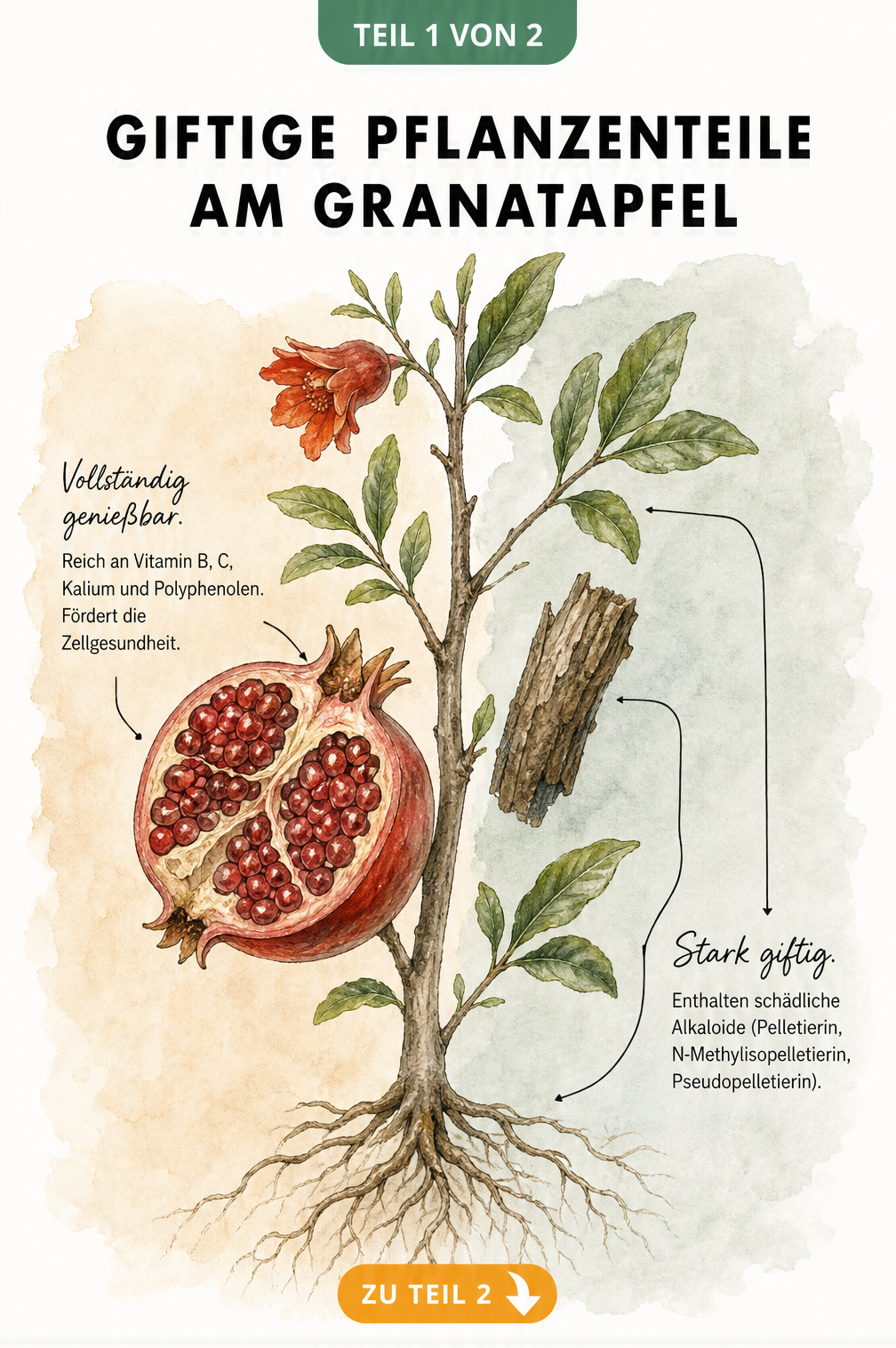Botanische Illustration eines Granatapfelzweigs, die genießbare Früchte von giftigen Blättern, Rinde und Wurzeln unterscheidet.