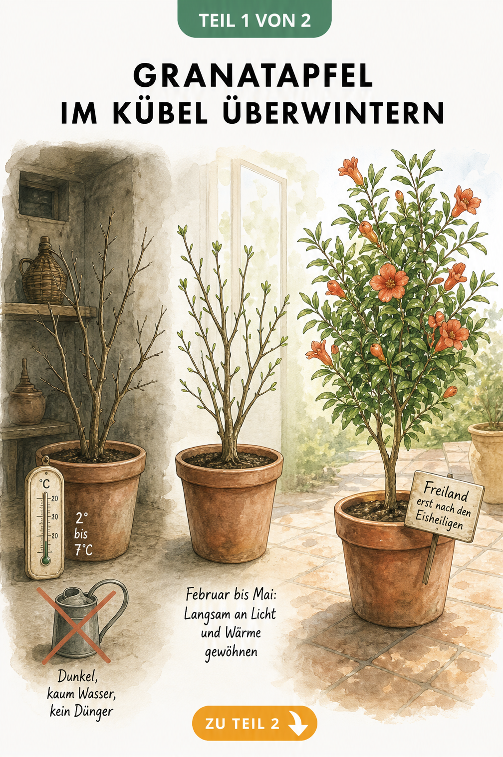 Illustration eines Granatapfelbaums im Topf in drei Phasen der Überwinterung: Winterruhe im Keller, Gewöhnung an Licht und Blüte auf der Terrasse.