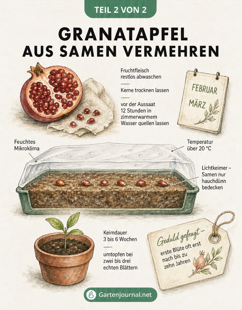 Illustration zur Vermehrung von Granatapfel aus Samen, von der Vorbereitung der Kerne bis zum Keimling