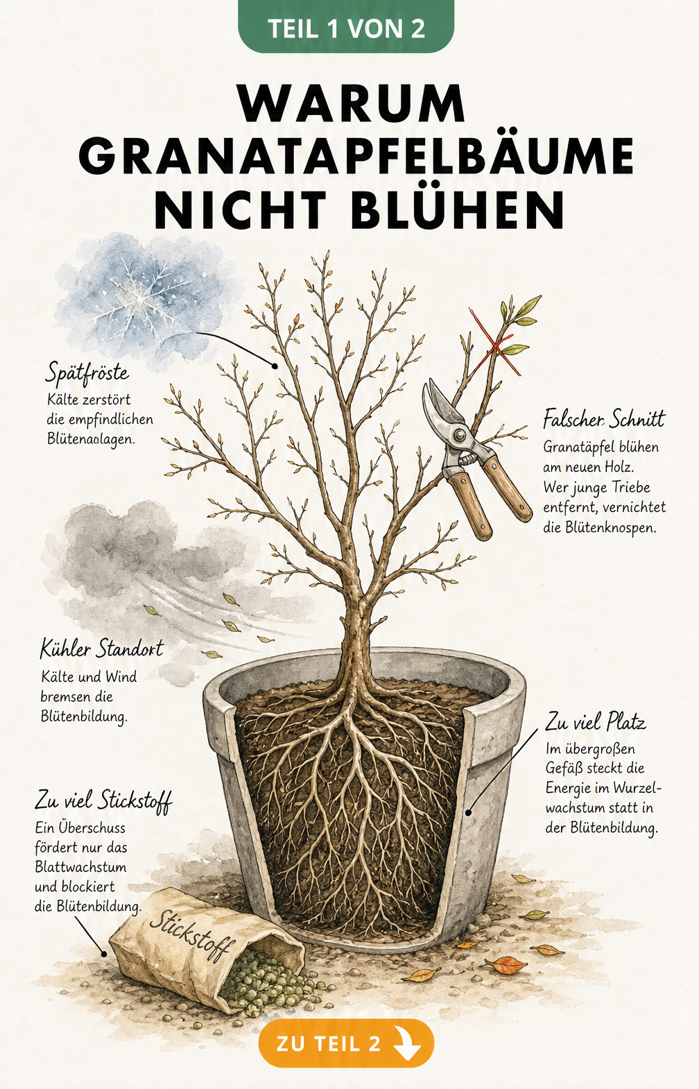 Illustration eines kargen Granatapfelbaums im zu großen Topf mit Hinweisen zu Schnittfehlern, Frost und falscher Düngung