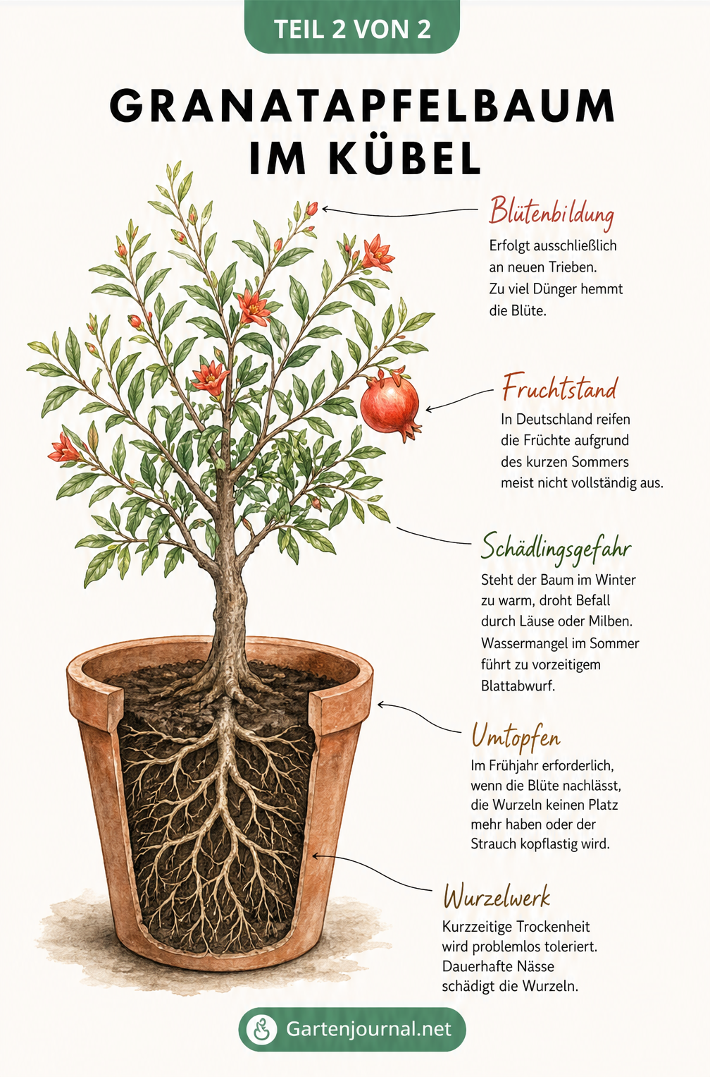 Botanische Illustration eines Granatapfelbaums im Terrakotta-Topf mit Hinweisen zu Pflege und Schädlingen