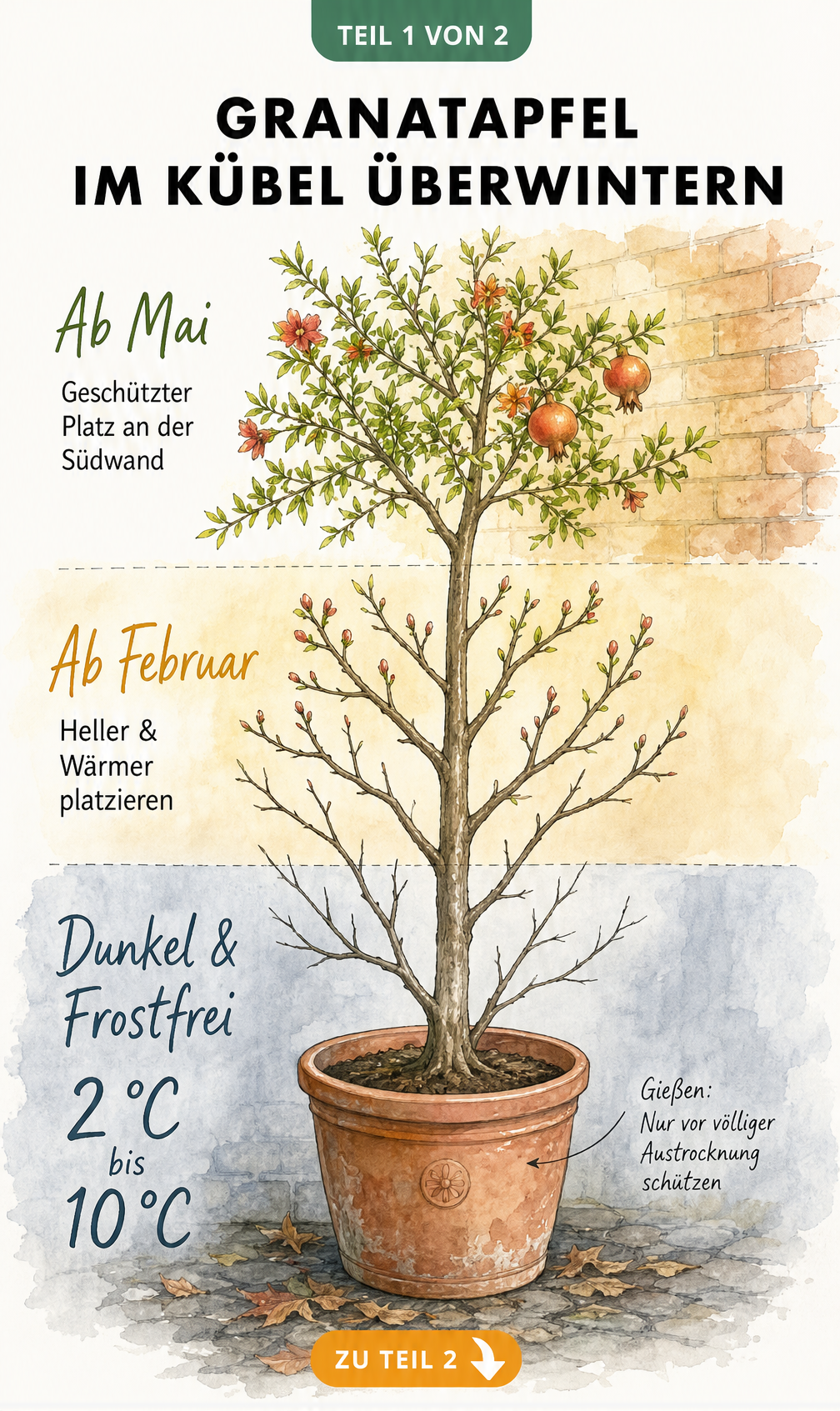 Illustration eines Granatapfelbaums im Kübel, der die Überwinterungsphasen von dunkel und frostfrei bis hell und wärmer zeigt.