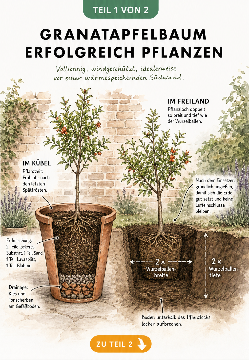 Querschnitt durch einen Granatapfelbaum im Kübel und im Freiland mit Hinweisen zu Substrat und Pflanzloch