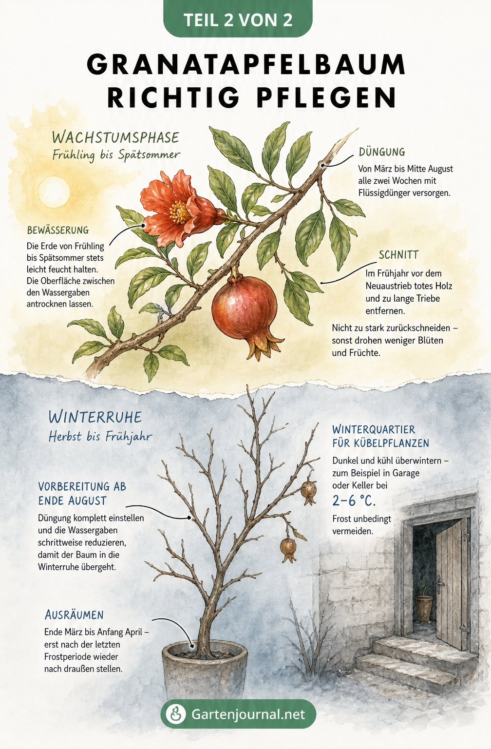Zweiteilige Illustration zur Pflege eines Granatapfelbaums im Sommer und zur Überwinterung im Winterquartier