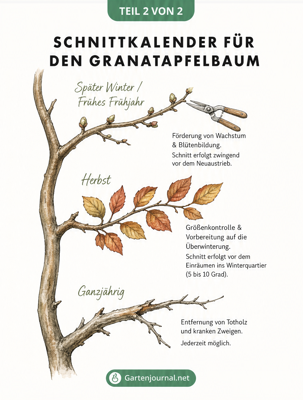 Saisonaler Schnittkalender für den Granatapfelbaum mit illustrierten Zweigen für Spätwinter, Herbst und ganzjährige Pflegeschnitte.