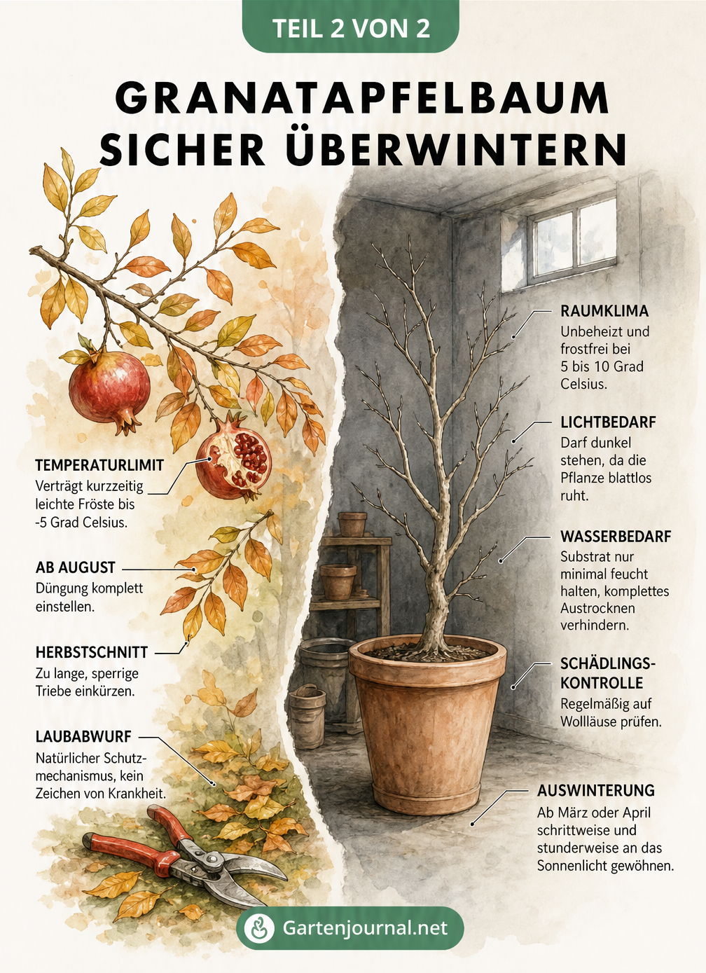 Illustration eines Granatapfelbaums im jahreszeitlichen Wechsel von Herbst zu Winterquartier mit Überwinterungstipps