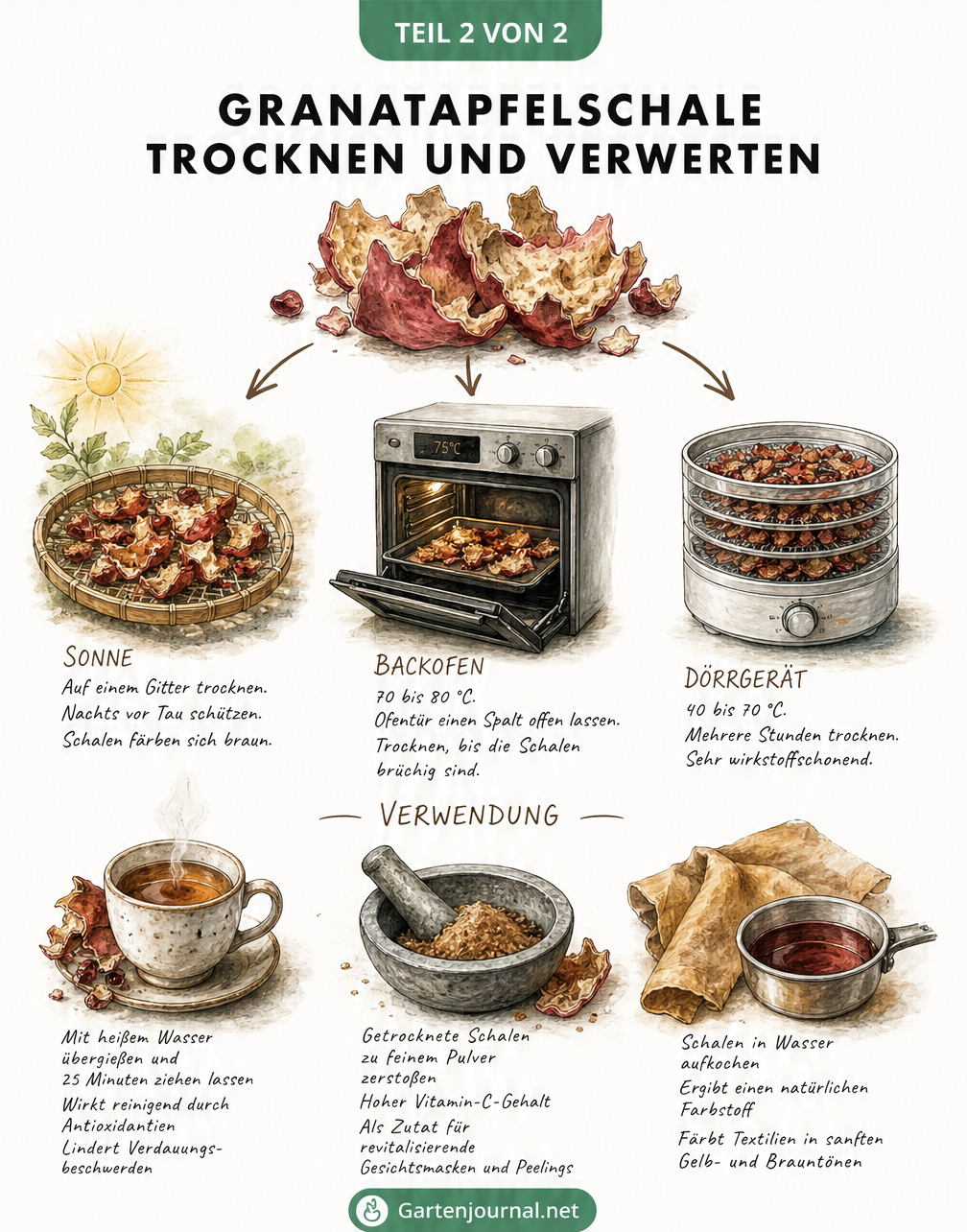 Botanische Illustration zur Trocknung von Granatapfelschalen in Sonne, Ofen und Dörrgerät sowie deren Verwendung als Tee, Pulver und natürliches Färbemittel.