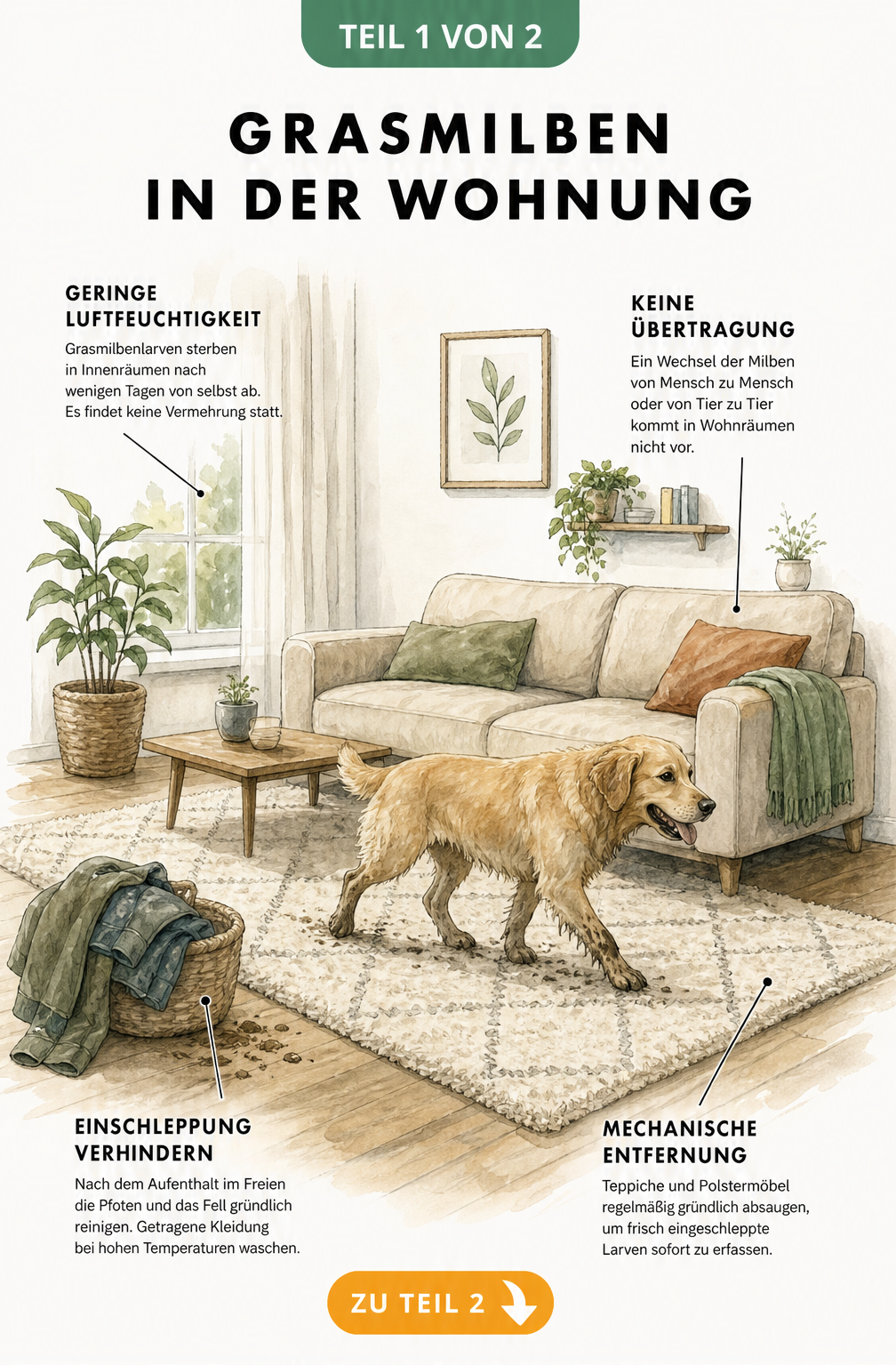 Illustration eines Wohnraums mit Hund, die zeigt, warum Grasmilben in der Wohnung nicht überleben und wie man Einschleppung verhindert.