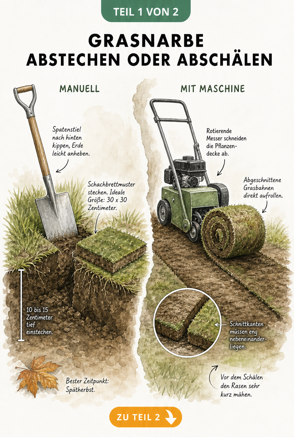 Illustration: Grasnarbe manuell mit Spaten abstechen im Vergleich zum maschinellen Abschälen mit Sodenschneider