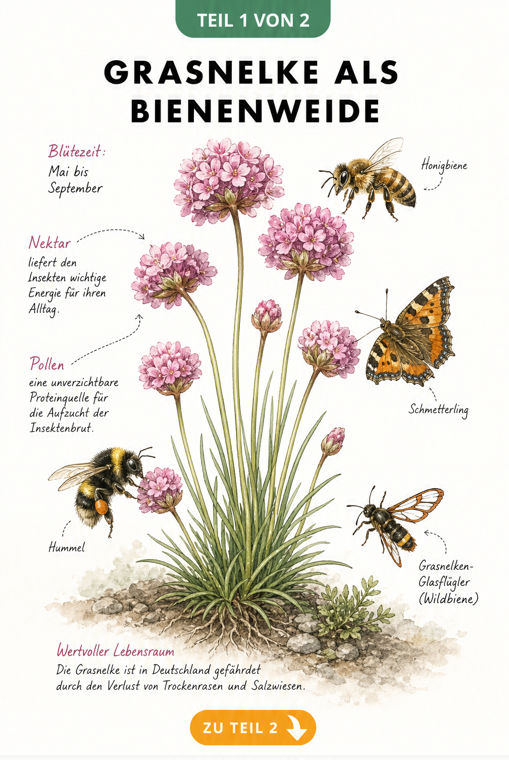 Botanische Handzeichnung einer Grasnelke mit Honigbiene, Hummel, Schmetterling und Grasnelken-Glasflügler