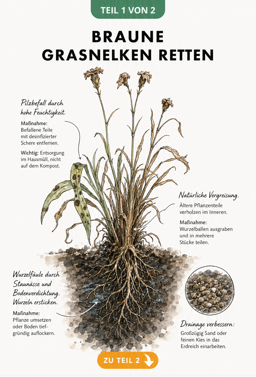 Botanische Illustration einer Grasnelke mit braunen Stellen, die Ursachen wie Vergreisung, Pilzbefall und Wurzelfäule sowie Rettungsmaßnahmen zeigt.