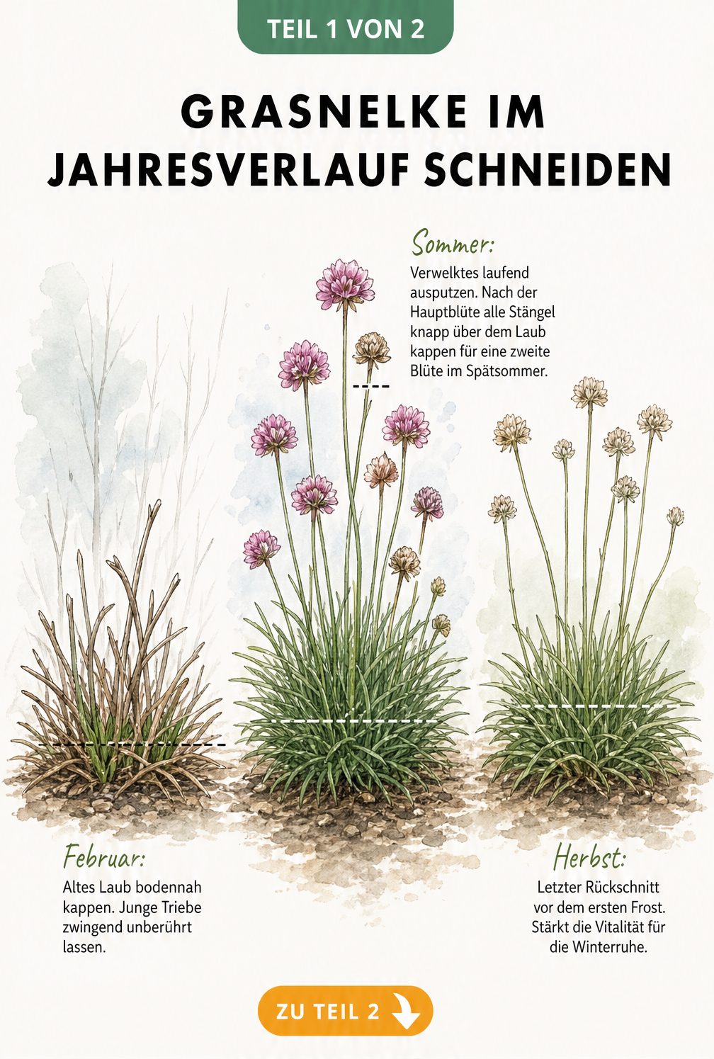 Botanische Illustration einer Grasnelke im Jahresverlauf mit Schnittlinien für Februar, Sommer und Herbst
