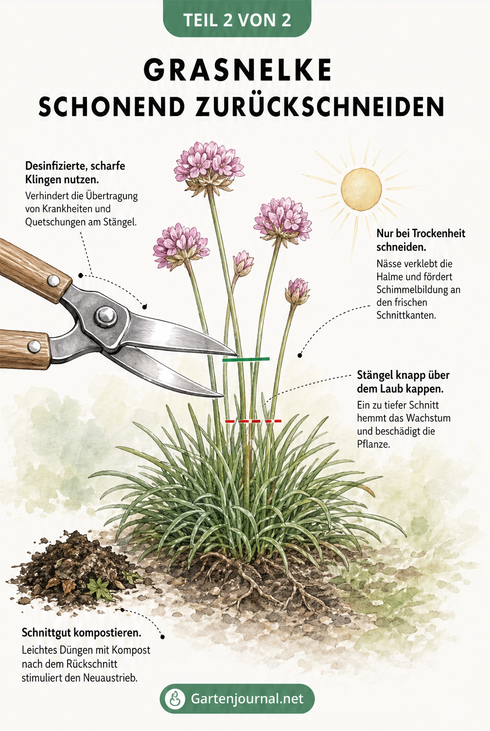 Nahaufnahme einer Grasnelke mit Gartenschere, die den schonenden Rückschnitt und die richtige Schnitttiefe zeigt