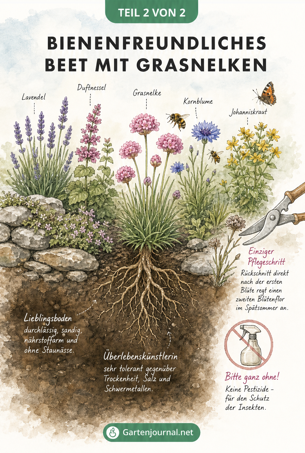 Querschnitt eines naturnahen Beetes mit Grasnelke, Lavendel, Duftnessel und Kornblume auf sandigem Boden