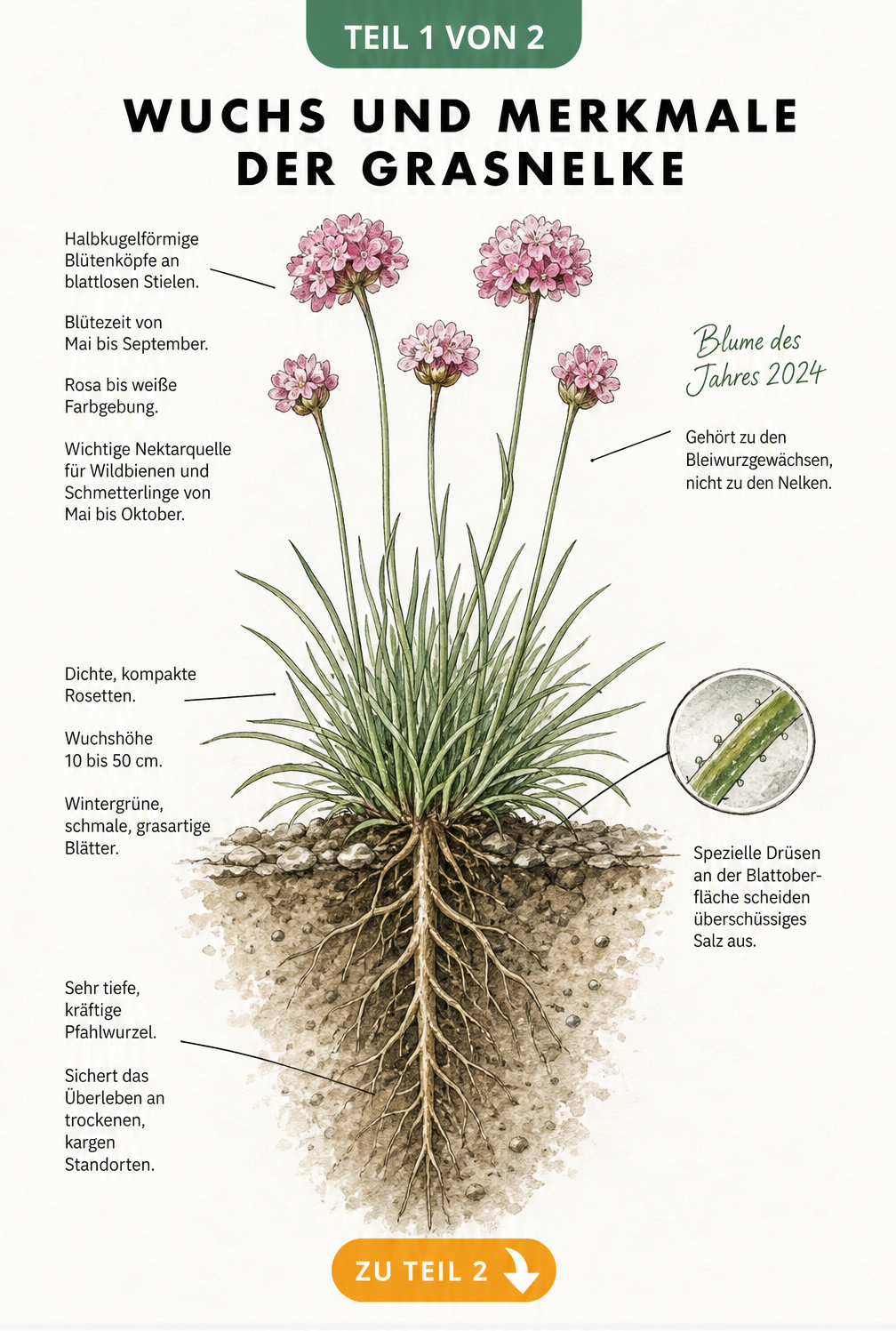 Botanische Illustration der Grasnelke mit Querschnitt von Blüte bis Wurzel