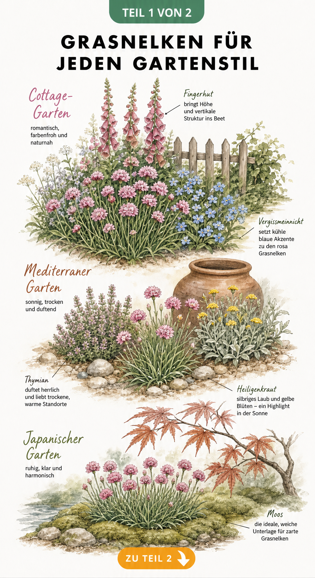Aquarell-Illustration von Grasnelken in drei Gartenstilen: Cottage-Garten mit Fingerhut, mediterraner Garten mit Thymian und japanischer Garten mit Moos.
