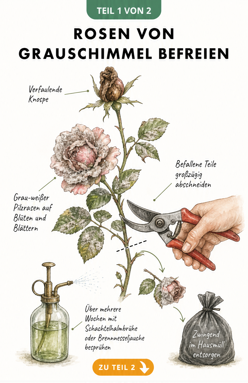 Botanische Illustration eines Rosenzweigs mit Grauschimmel-Befall, verfaulender Knospe und grau-weißem Pilzrasen sowie Anleitung zum Abschneiden und Besprühen...