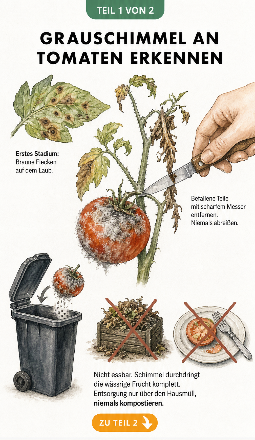 Illustration einer Tomatenpflanze mit Grauschimmel-Befall, braunen Flecken auf den Blättern und Entsorgungshinweisen